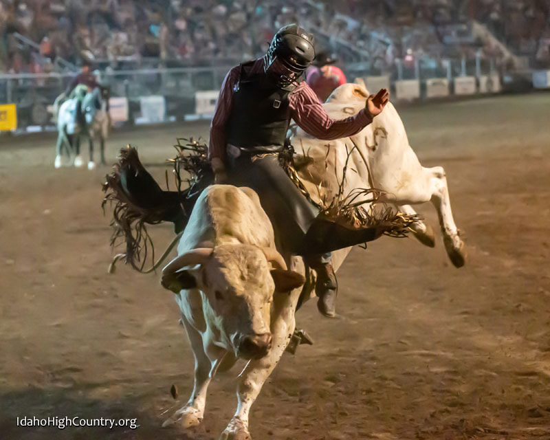 Bull riding action at that famous Preston night Rodeo