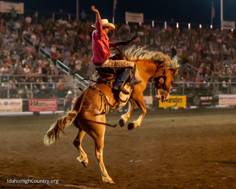 Saddle bronc riding at the rodeo in Preston Idaho