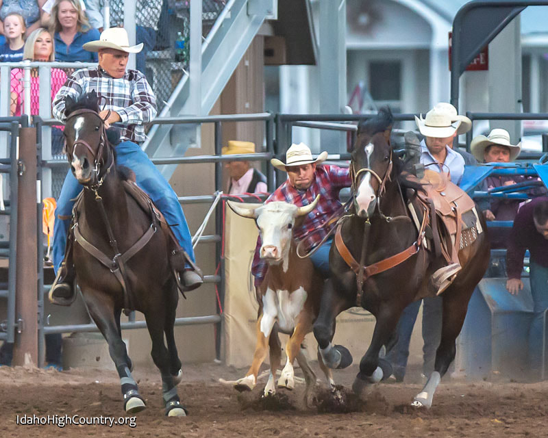 Steer wrestling at the Preston rodeo in Idaho
